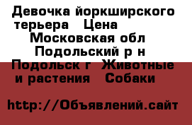 Девочка йоркширского терьера › Цена ­ 18 000 - Московская обл., Подольский р-н, Подольск г. Животные и растения » Собаки   